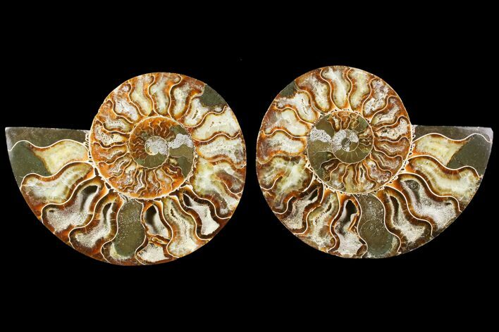 Sliced Ammonite Fossil - Agatized #115311
